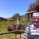 gulabov, 66 (3 , 0 )